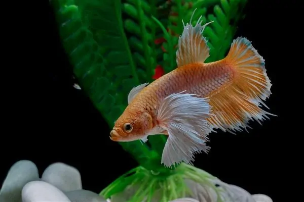 Betta fish resting near pebble substrate