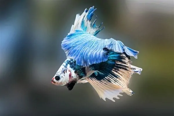 Close-up of a healthy betta fish with vibrant fins