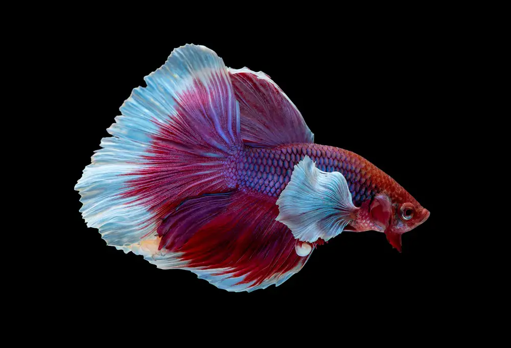 Elephant ear dumbo betta fish with enlarged pectoral fins