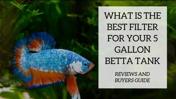 Betta fish swimming in a filtered 5-gallon aquarium with gentle water flow