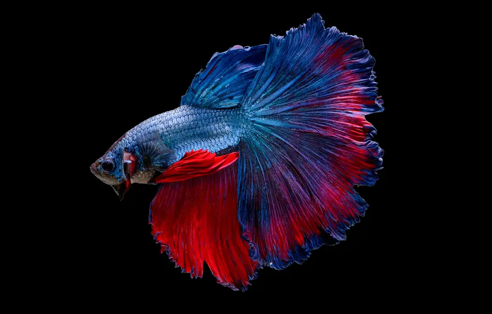 Halfmoon betta fish with full 180-degree tail spread