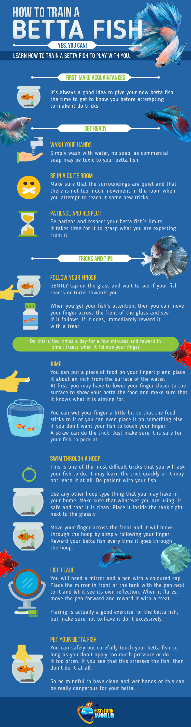 Betta fish training guide infographic showing key tips and tricks