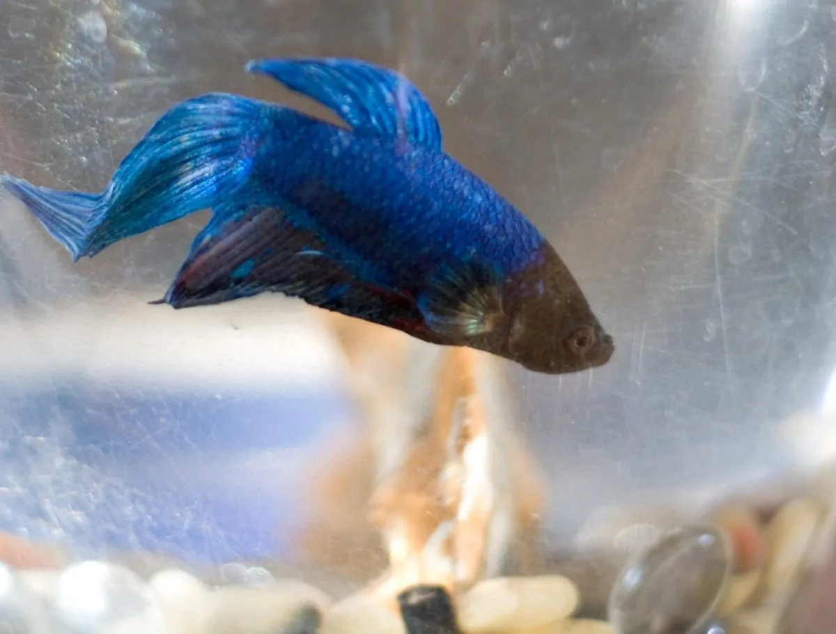 Close-up macro shot of a betta fish face