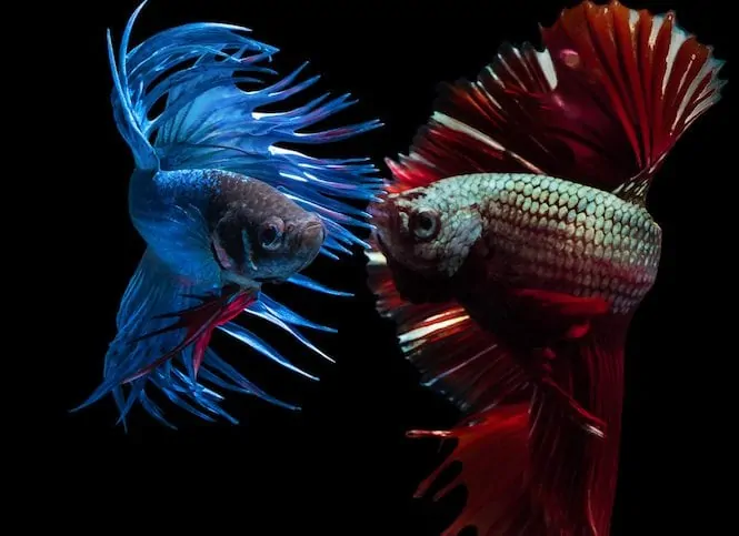Vibrant betta fish with flowing fins