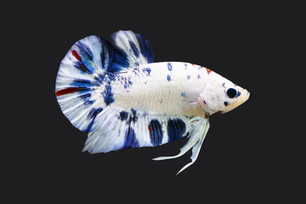 Plakat short-fin betta fish