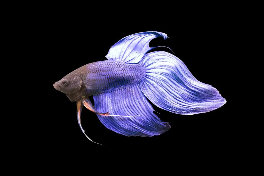 Veiltail betta fish with long flowing tail