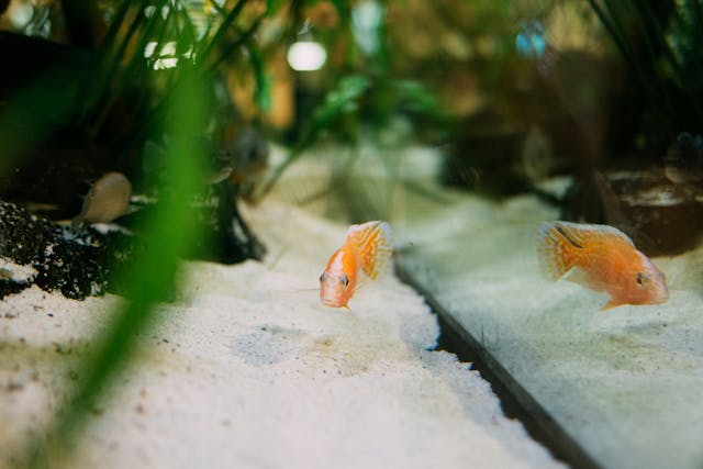 Two orange cichlids swimming near sandy substrate in a planted aquarium