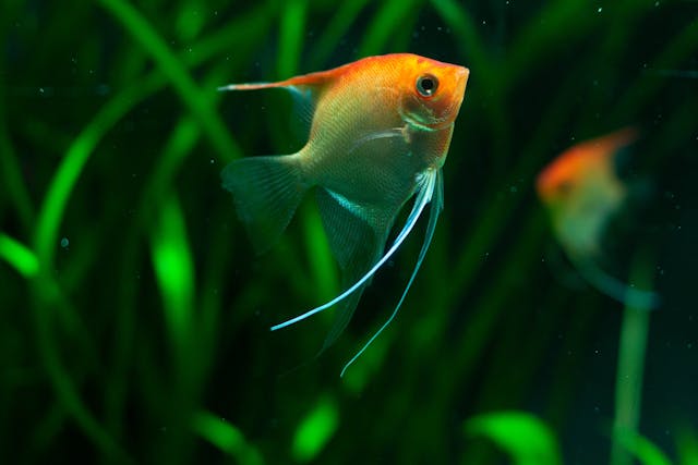 Freshwater angelfish with orange and silver coloration swimming in a planted aquarium