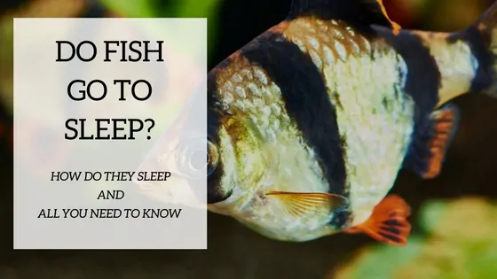 Do fish sleep