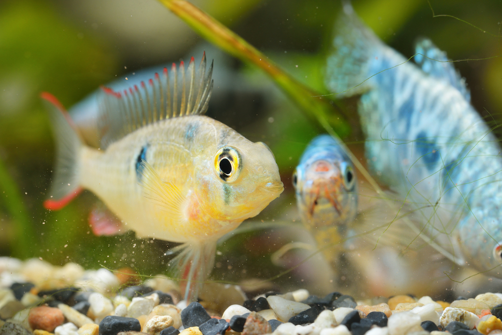 Fish resting in a dimly lit aquarium during nighttime hours