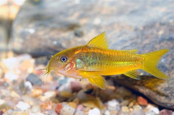 Corydoras catfish resting on aquarium substrate