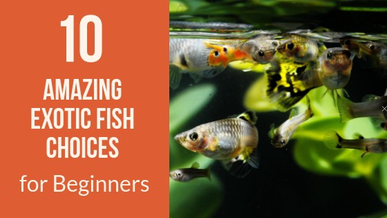 Colorful tropical fish in a planted community aquarium