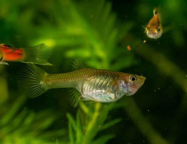 Colorful guppies swimming in a freshwater aquarium