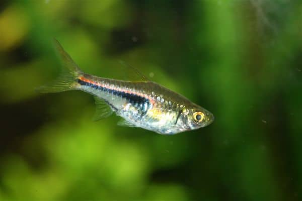 Harlequin rasbora with distinctive black triangle and orange body