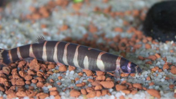 Kuhli loach with eel-like body and distinctive banding pattern
