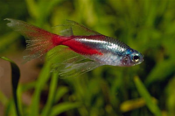 School of neon tetras displaying vibrant blue and red stripes