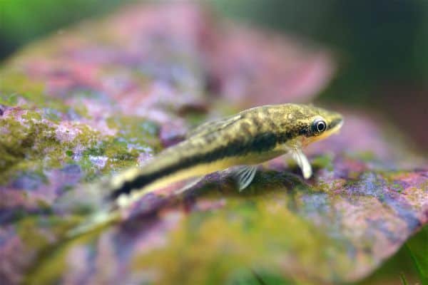 Otocinclus catfish clinging to aquarium glass while eating algae