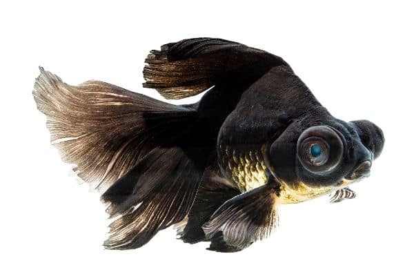 Black moor goldfish with telescope eyes