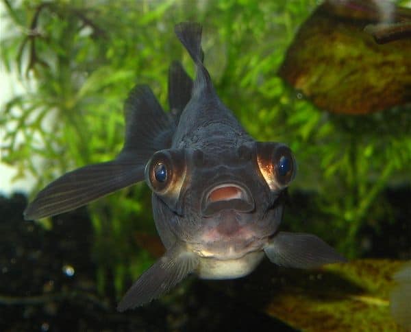 Black Moor goldfish in a planted aquarium