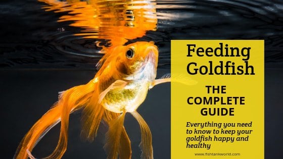 Goldfish feeding at the water surface