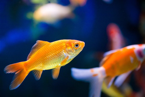 Goldfish eating food in aquarium