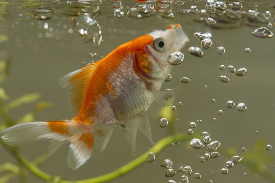 Preparing fresh food for goldfish
