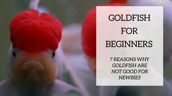 Goldfish care for beginners