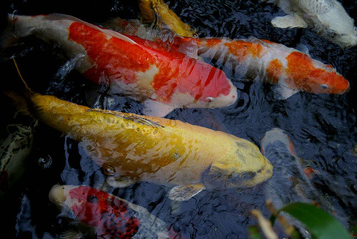 Multiple goldfish swimming together in a group
