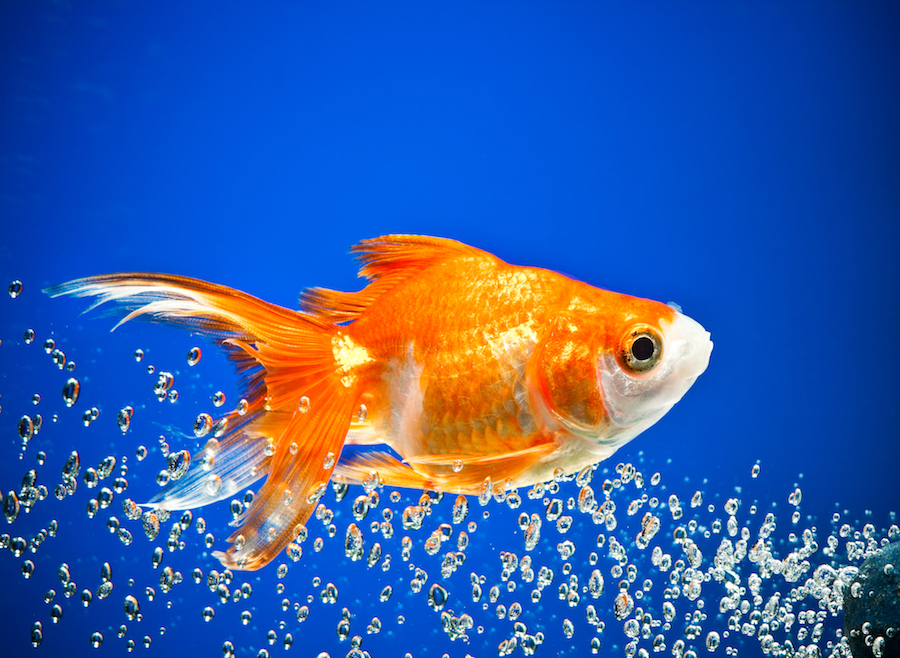 Goldfish producing waste in an aquarium requiring robust filtration