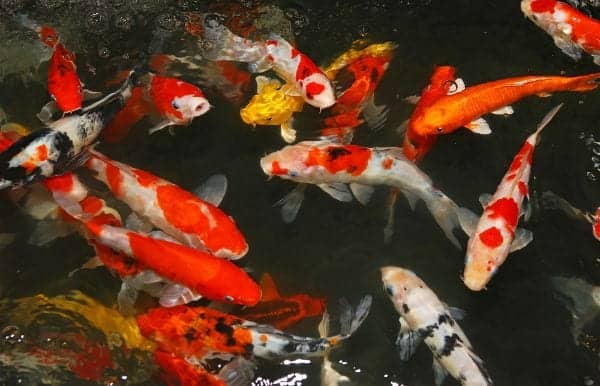 Koi fish swimming in an outdoor pond viewed from above
