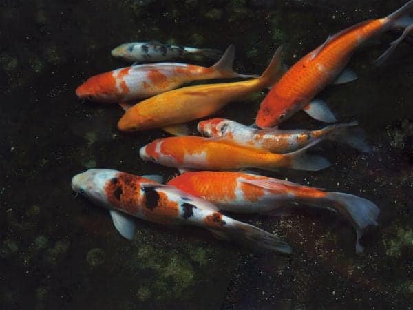 Multicolored koi fish displaying varied color patterns