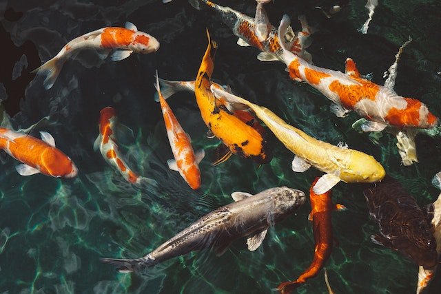 Koi vs goldfish