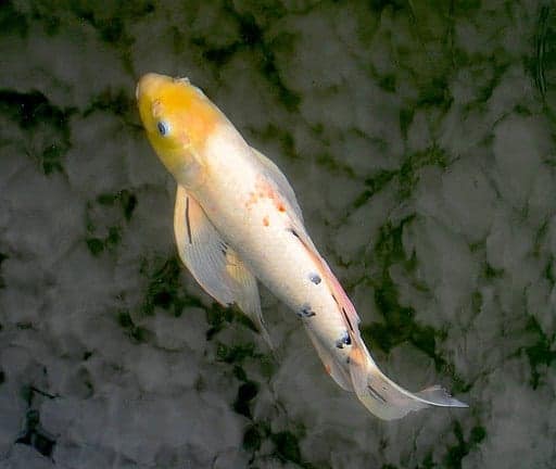 Butterfly koi with long flowing fins