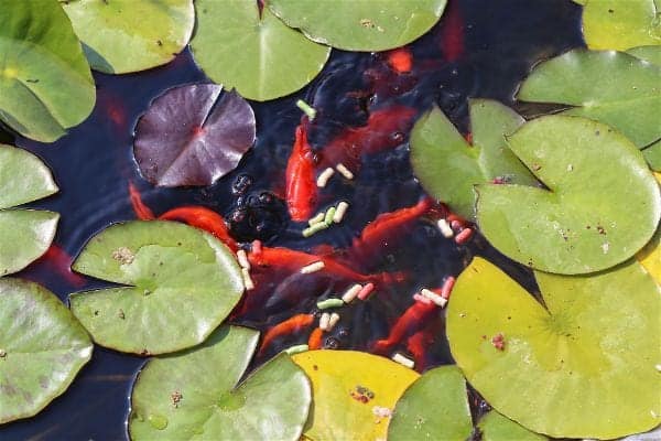 Goldfish swimming in an outdoor pond