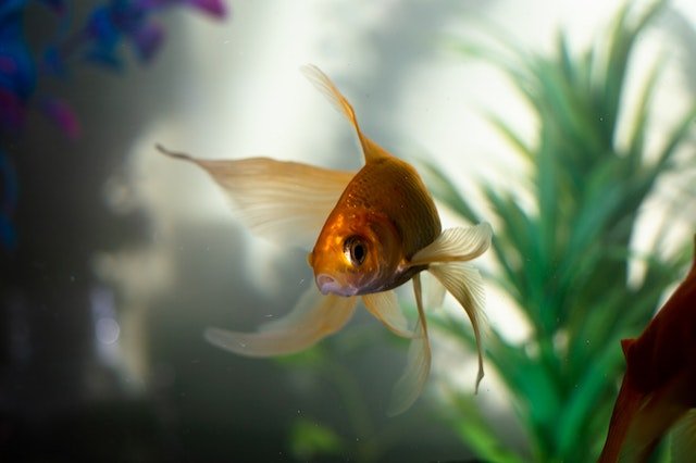 Goldfish swimming in aquarium showing compact body shape