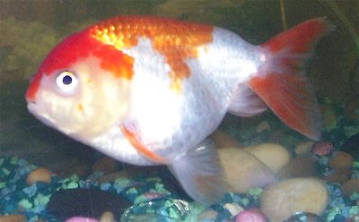 Lionhead goldfish without dorsal fin