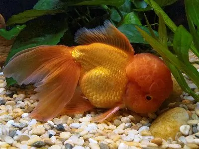 Beautiful oranda goldfish in a planted aquarium