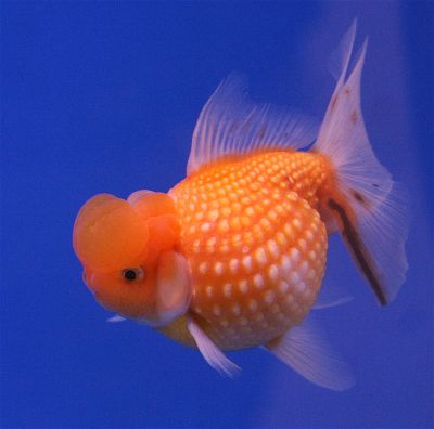 Pearlscale goldfish with raised dome-shaped scales
