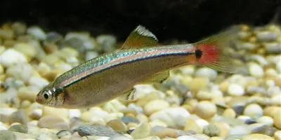 White Cloud Mountain Minnow showing bright horizontal stripe and red-tinted fins