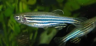 Zebra Danio with five distinctive blue and silver horizontal stripes