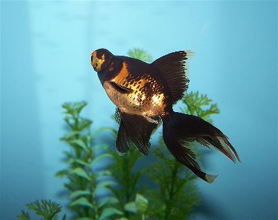 Black Moor goldfish with telescope eyes and velvety black coloration