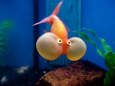 Bubble eye goldfish with fluid-filled sacs
