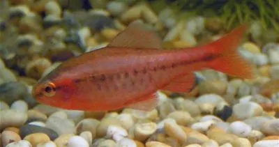 Male Cherry Barb displaying vivid cherry-red coloration