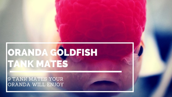 Oranda goldfish swimming in a planted community tank