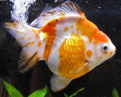 Ryukin goldfish with high dorsal hump