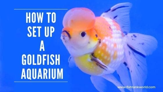 How to Set Up a Goldfish Aquarium