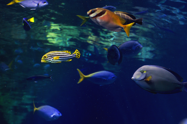 Colorful tropical fish in a community aquarium showing diverse species and body shapes