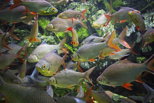 Shoal of fish swimming in a well-stocked aquarium demonstrating proper fish density