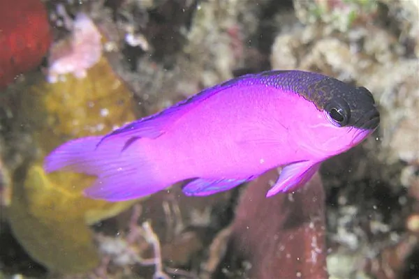 Black Cap Basslet with bright purple body and black cap from head along dorsal fin