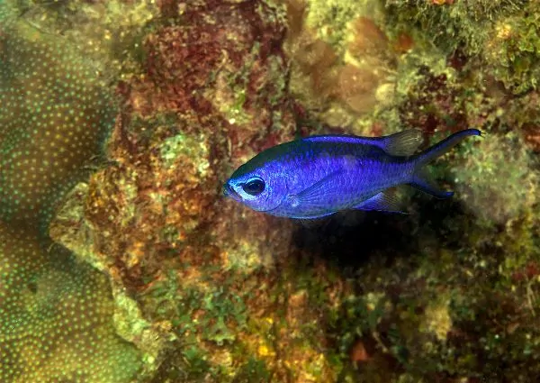 Blue Chromis with brilliant blue coloration swimming in open water